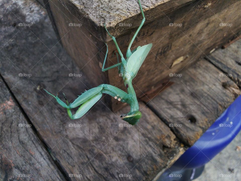 Green grasshopper