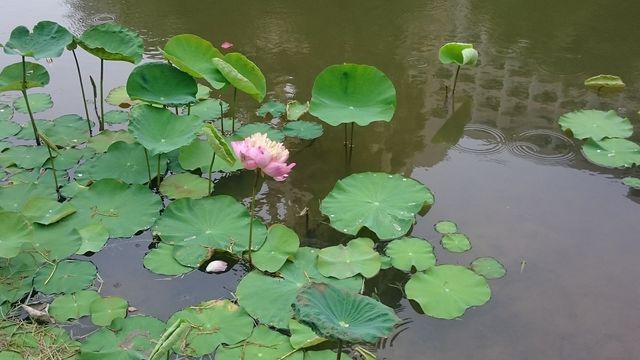 Water Lily. Thailand