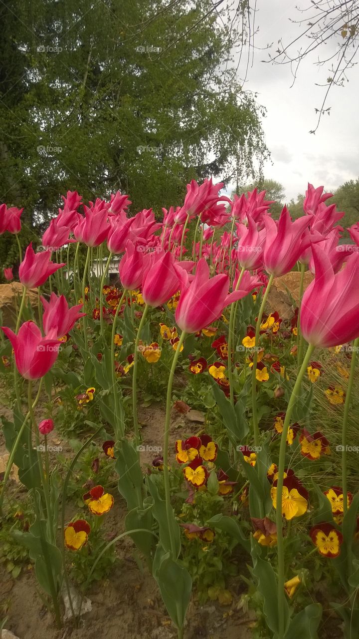Red tulip flowers