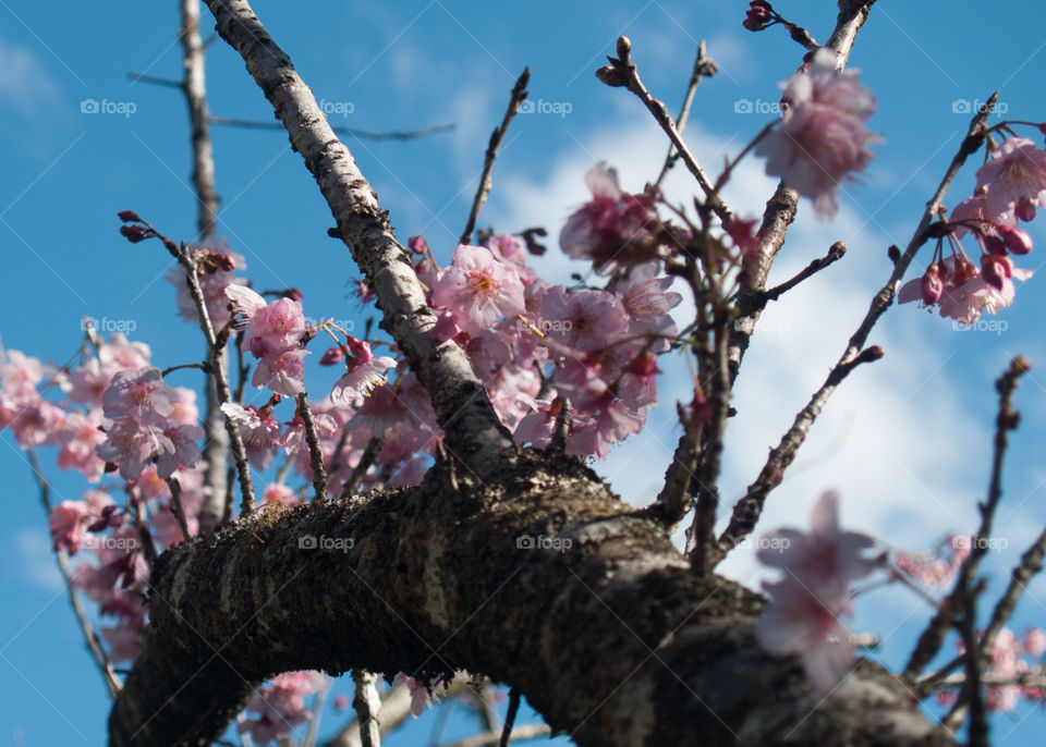 cherry blossom