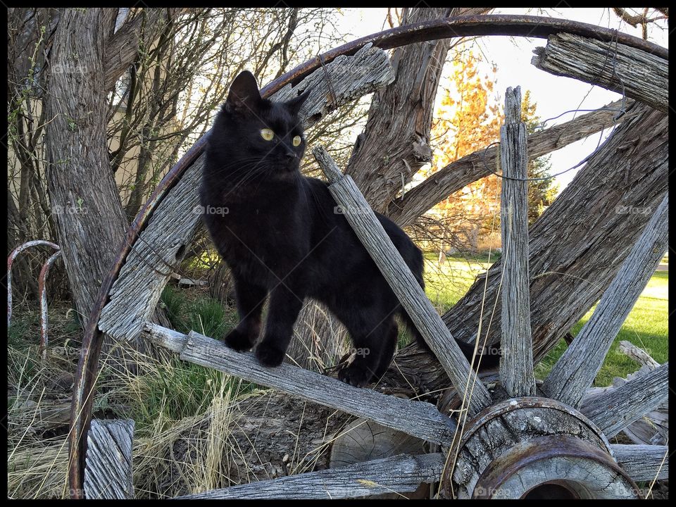 Black Cat on a Wagon Wheel. Our black cat, Jade, posing on an old wagon wheel