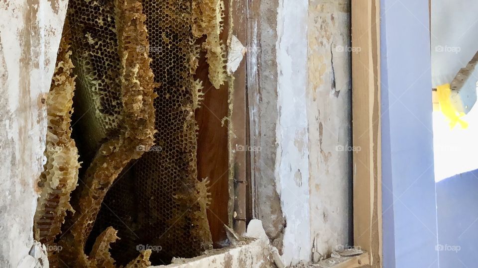 Cut out, cut-out, dead out, dead-out, hive, comb, Wall, damage, bees, bee, old, window