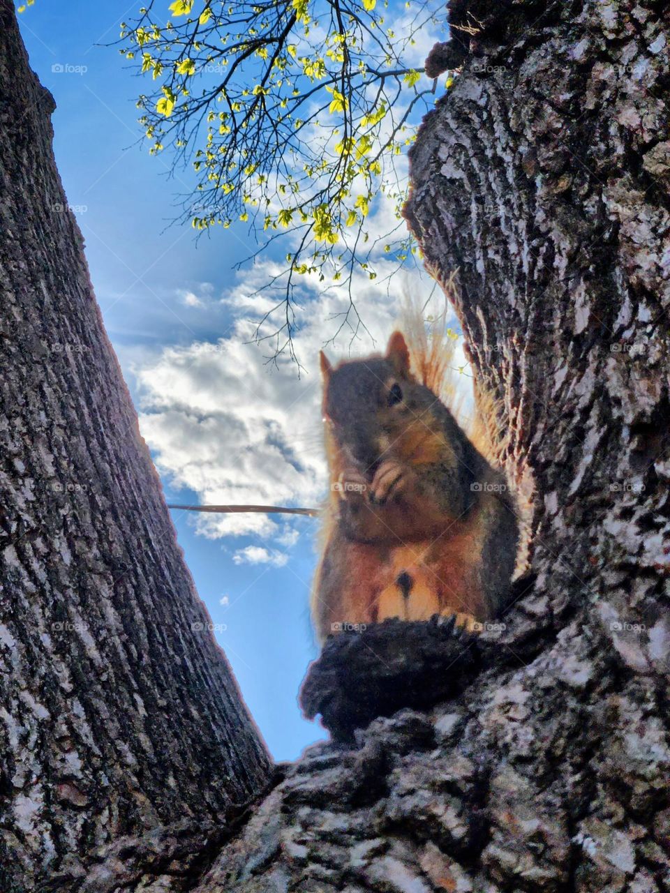 Spring Squirrel 17