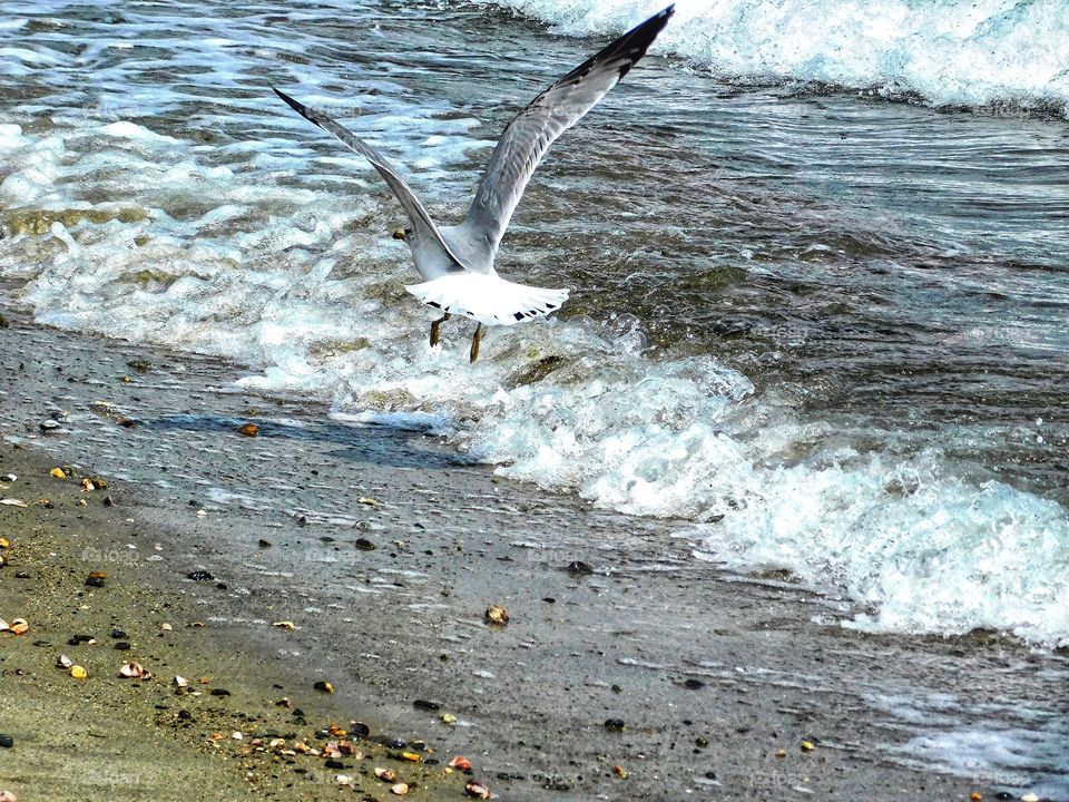 Jennings Beach seagulls 