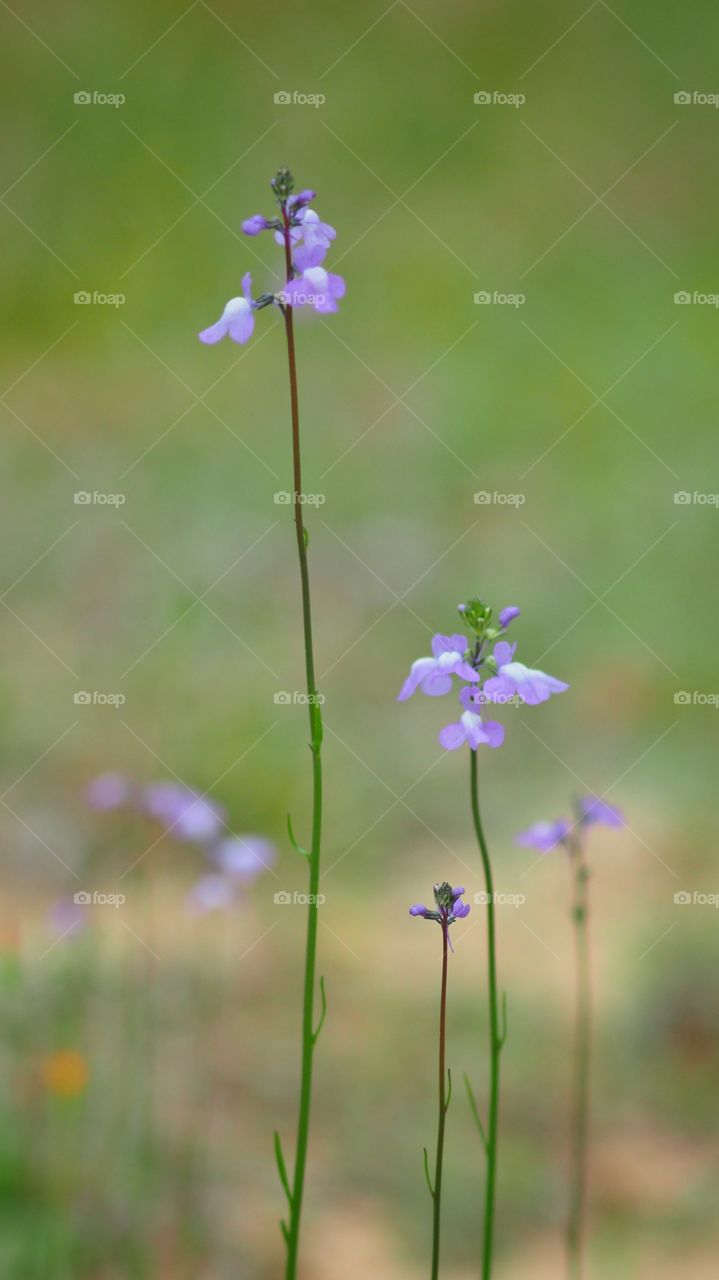 Purple Flower