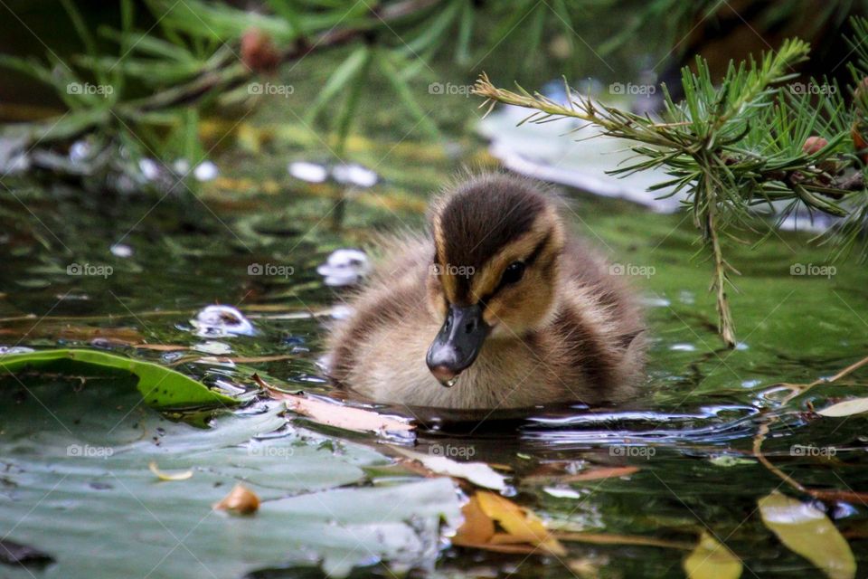 Mallard duckling