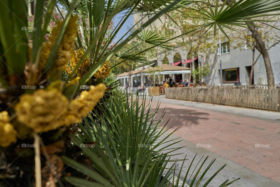 Palms decoration in the streets