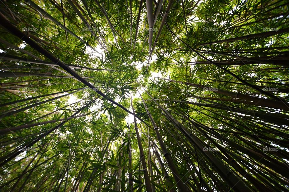 Bamboo Forest in Hawaii