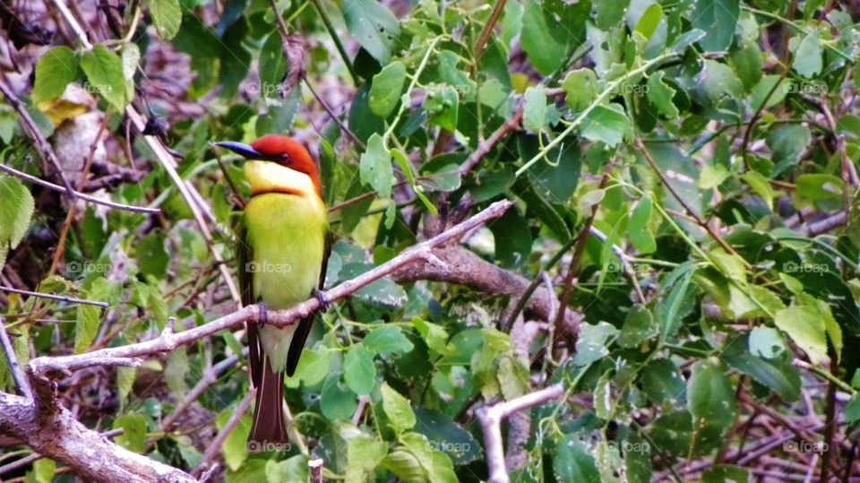 lovely bee eater