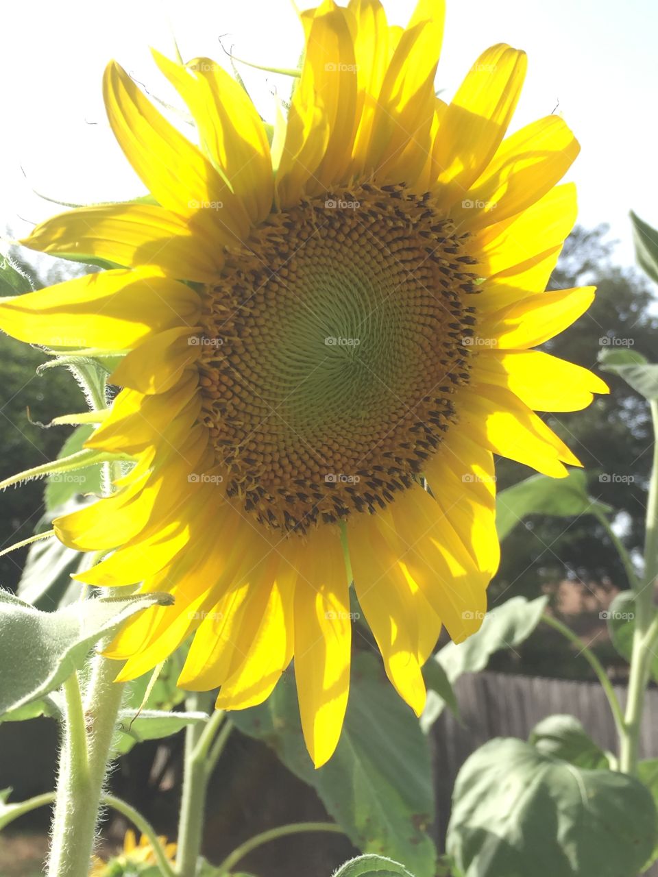 Sunflower