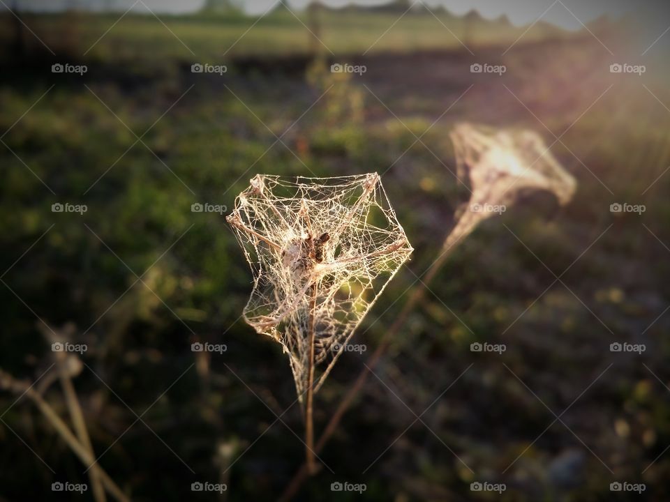 Spider Web