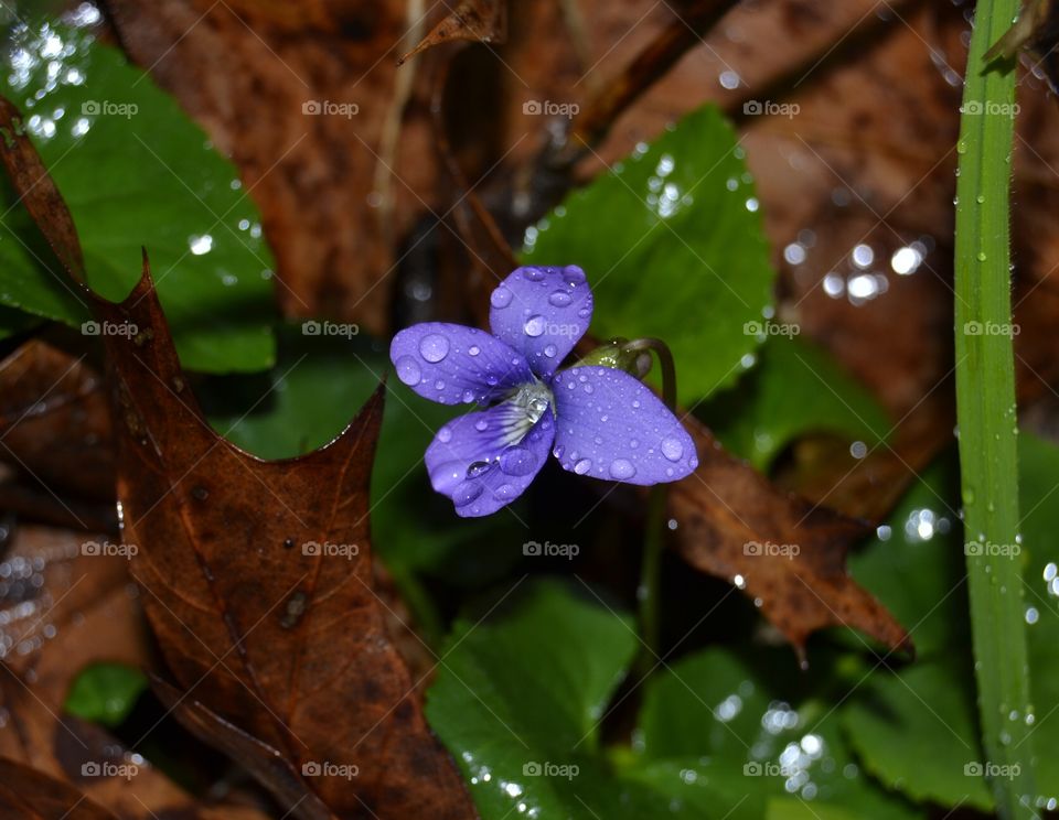 Purple flower with dew