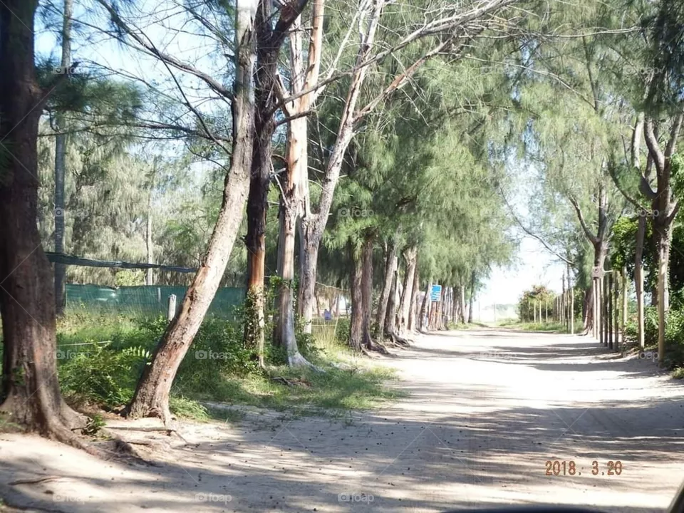Trees