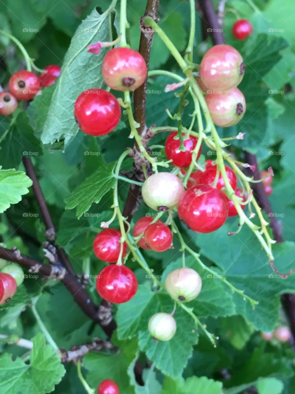 Beeren 