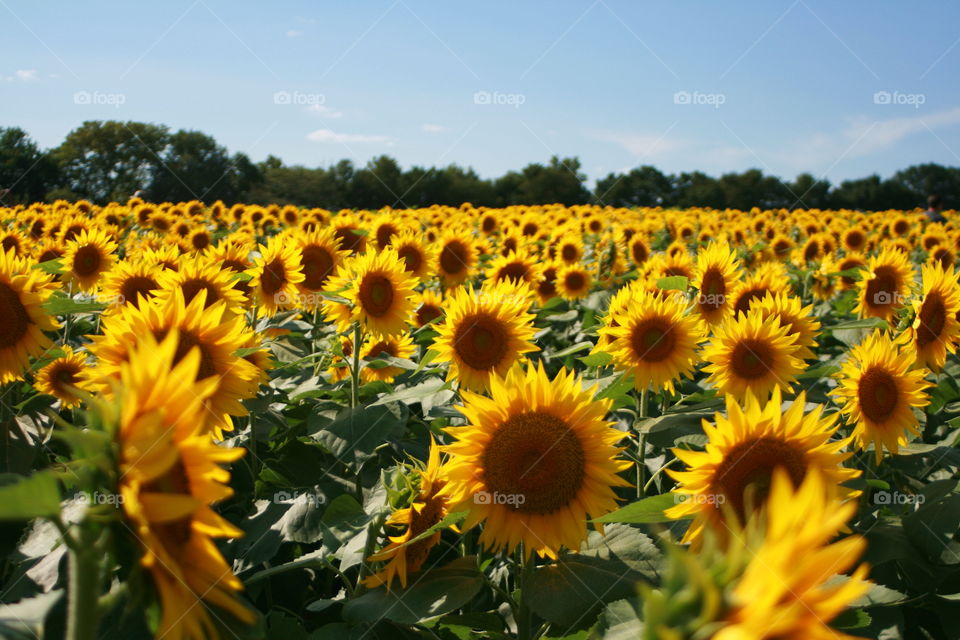 Sunflowers 