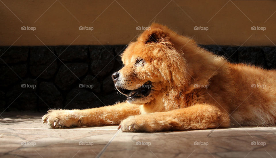 Chow chow dog sitting in sunlight