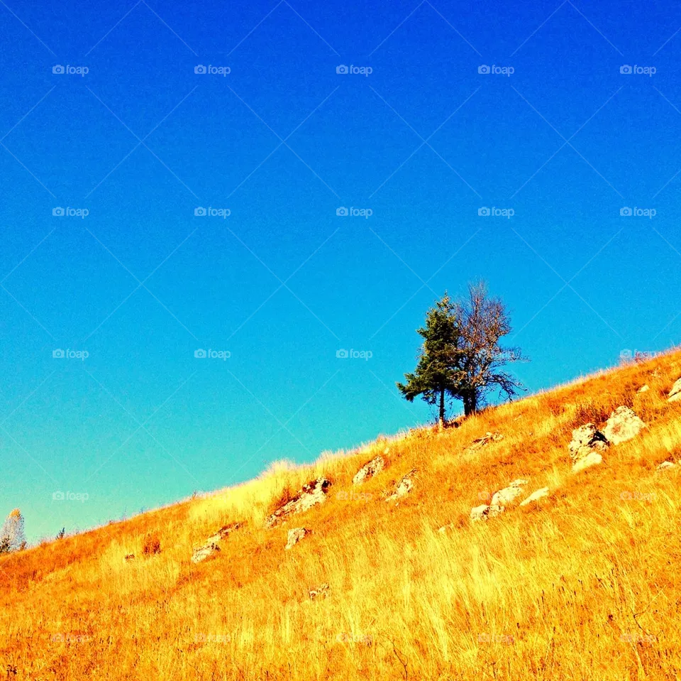tree