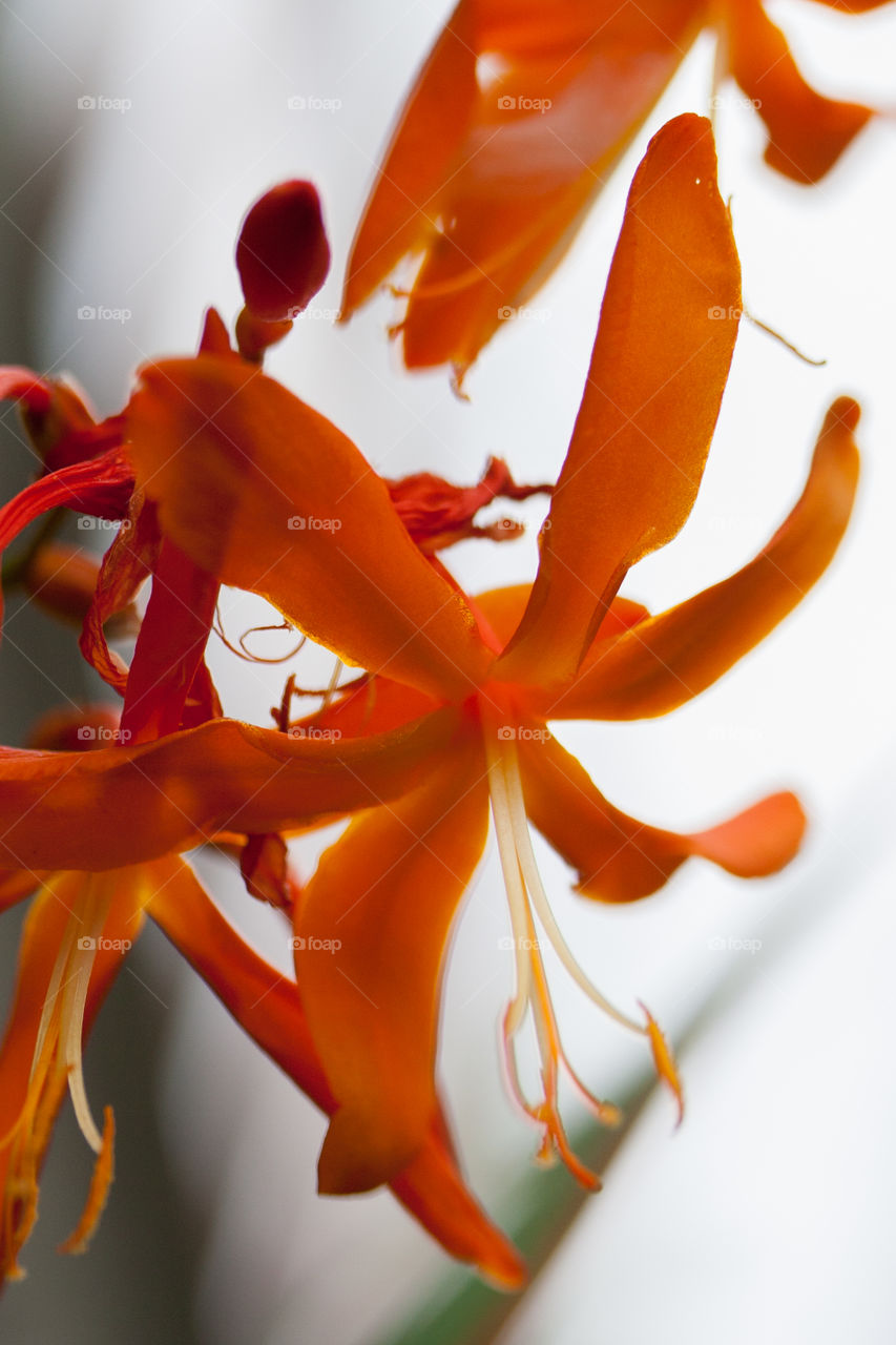 Orange flower macro with blur