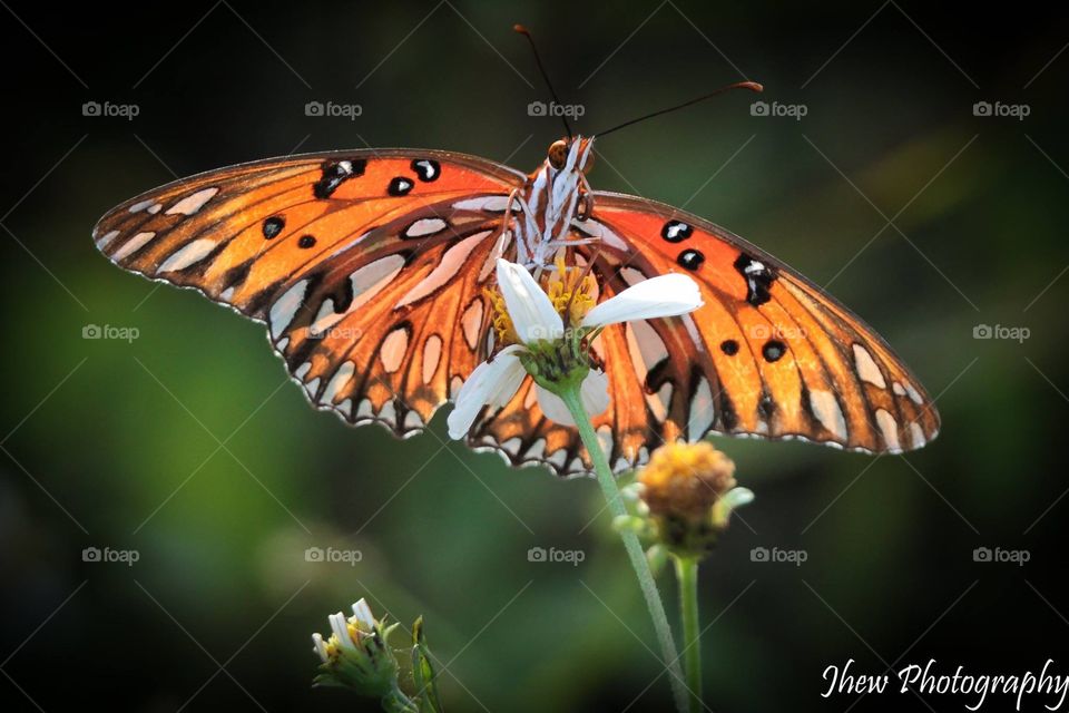 Gulf Fritillary 