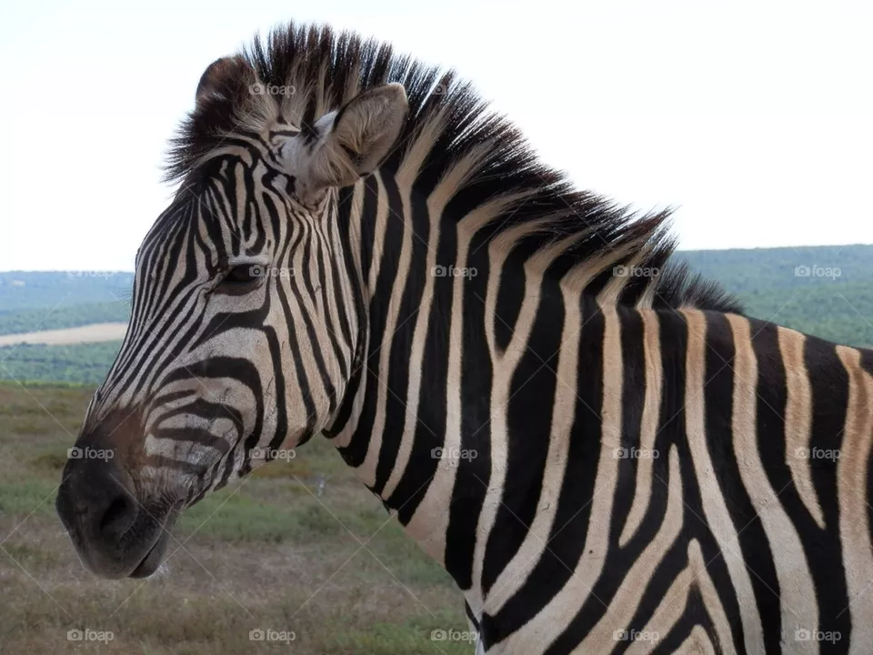 ZEBRA