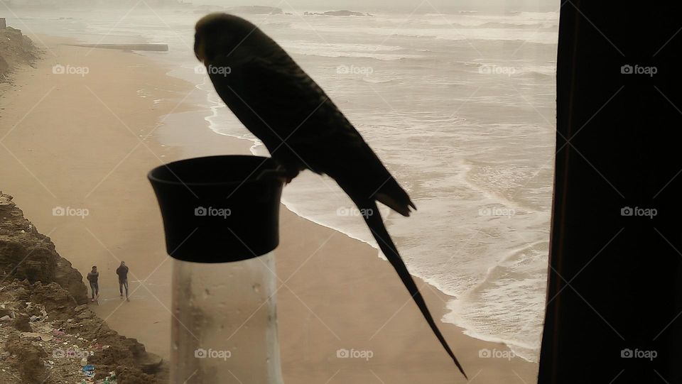 My lover parrot on bottle and beautiful view to sea.