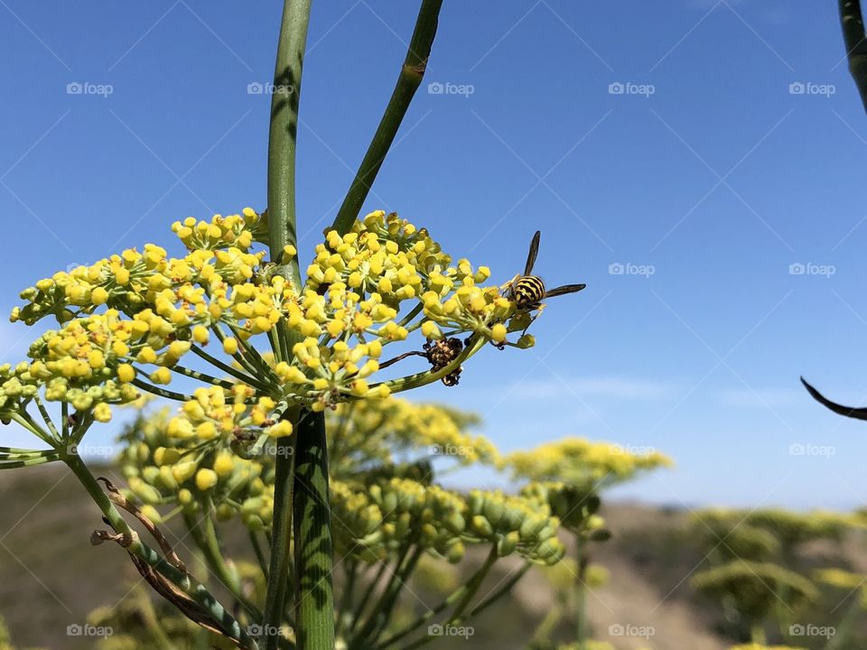 Bee and Blossom