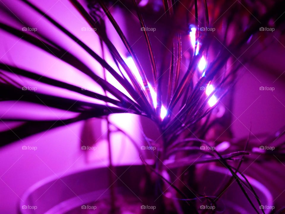 A summer palm tree comes indoors for the winter. It survives on a bit of artificial light. So purple!