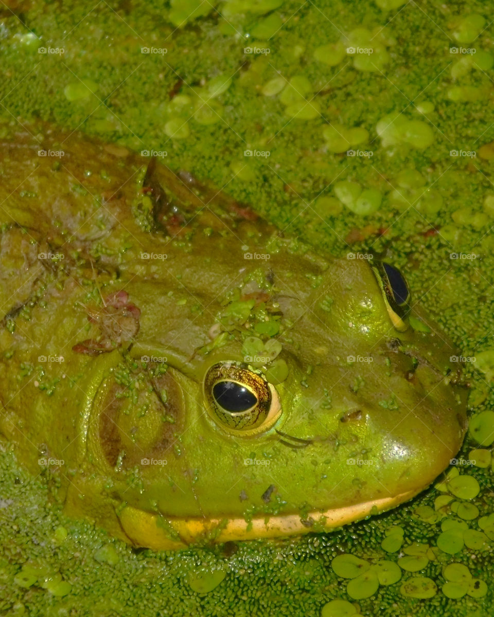 Frog! Green is one of the most common colors! There are many shades of green, pale, dark and strong and bright and full of color! 