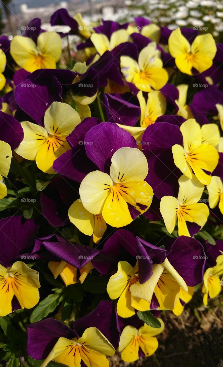 Pansy collection 2.