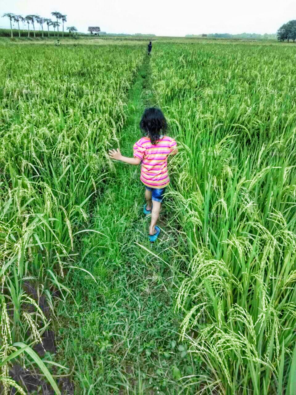 little girl in the fields
