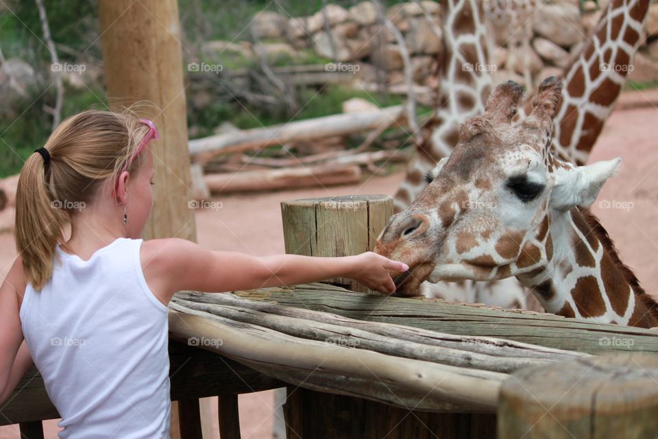 Feeding a baby giraffe