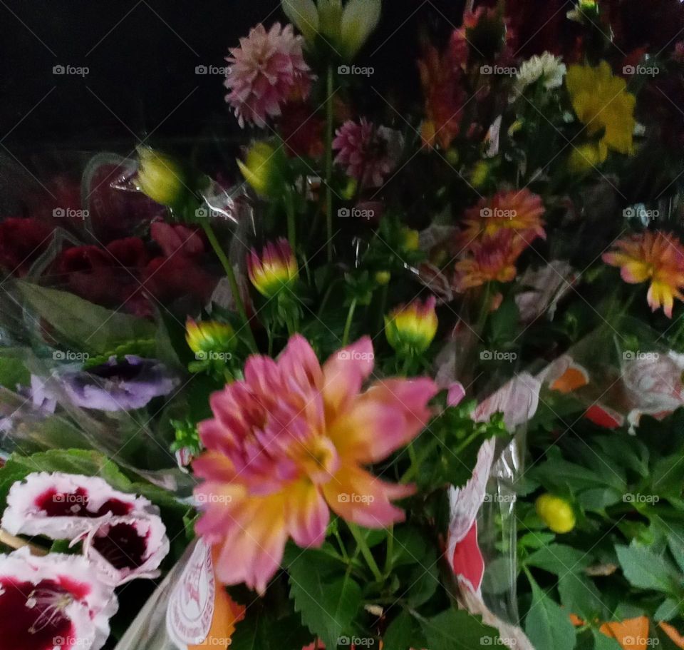 Dhálias, flores exuberantes, beleza exótica e deslumbrante. O que encanta nas Dálias, é o tamanho das flores, formas e cores. Escolher uma Dhália favorita  é um grande desafio  para os amantes  das flores, devido a suas variedades