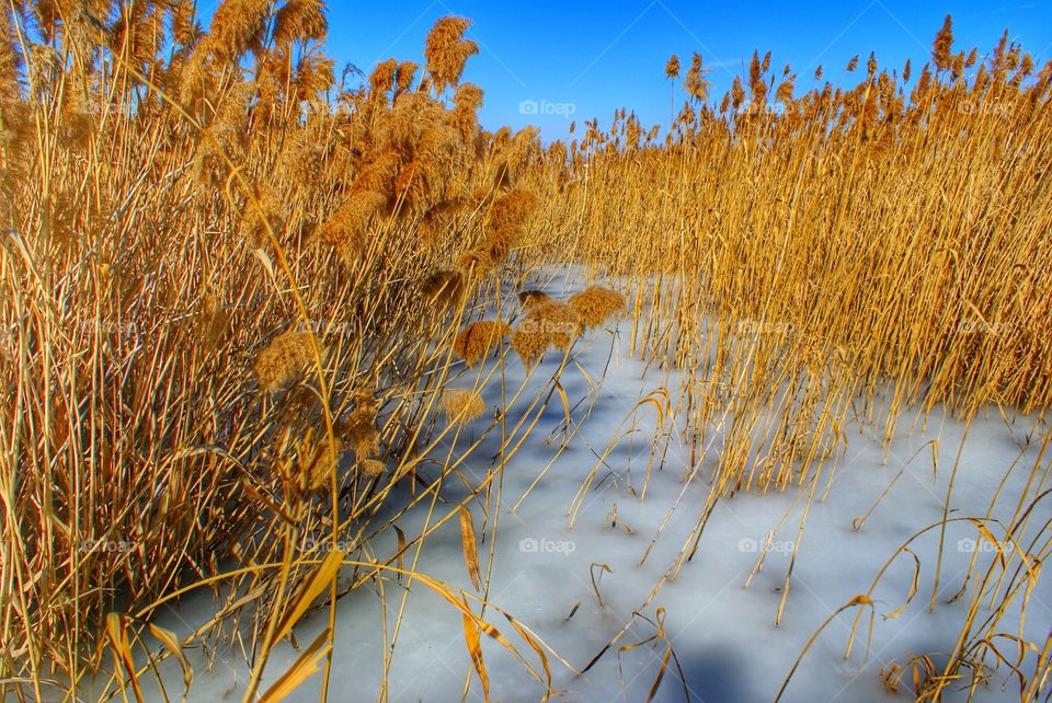 View of frozen pampas
