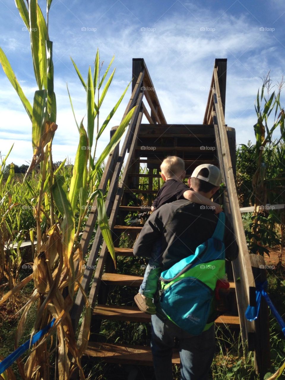 Corn maze 