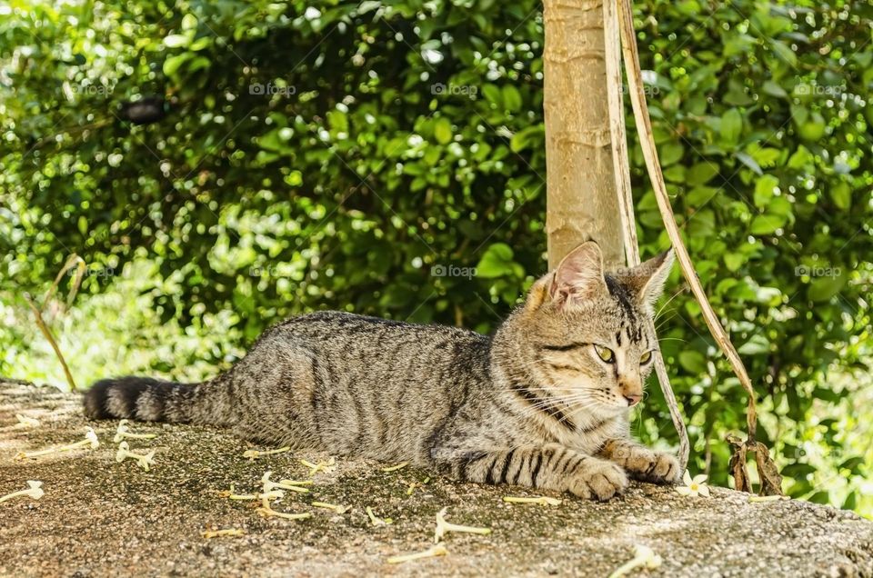 Cat On Outdoor Step