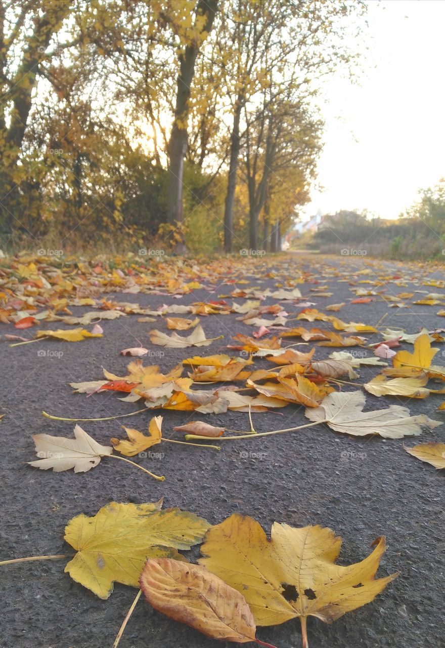 autumn colors