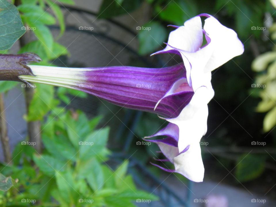 Stem to Bloom - White & Purple Devil's Trumpet