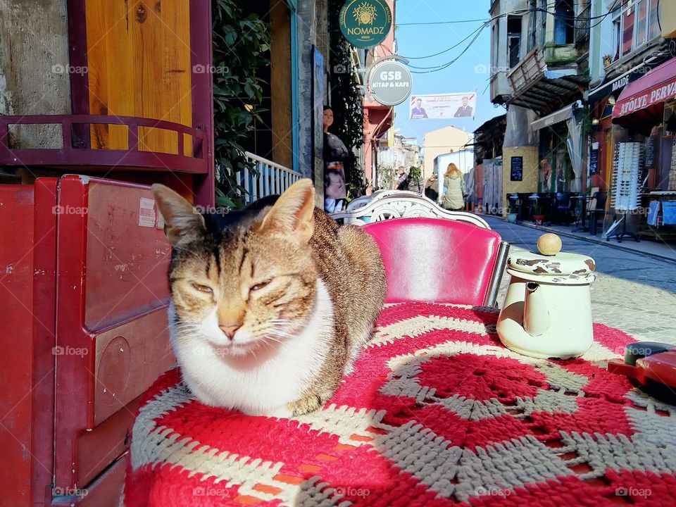Cats of Istanbul