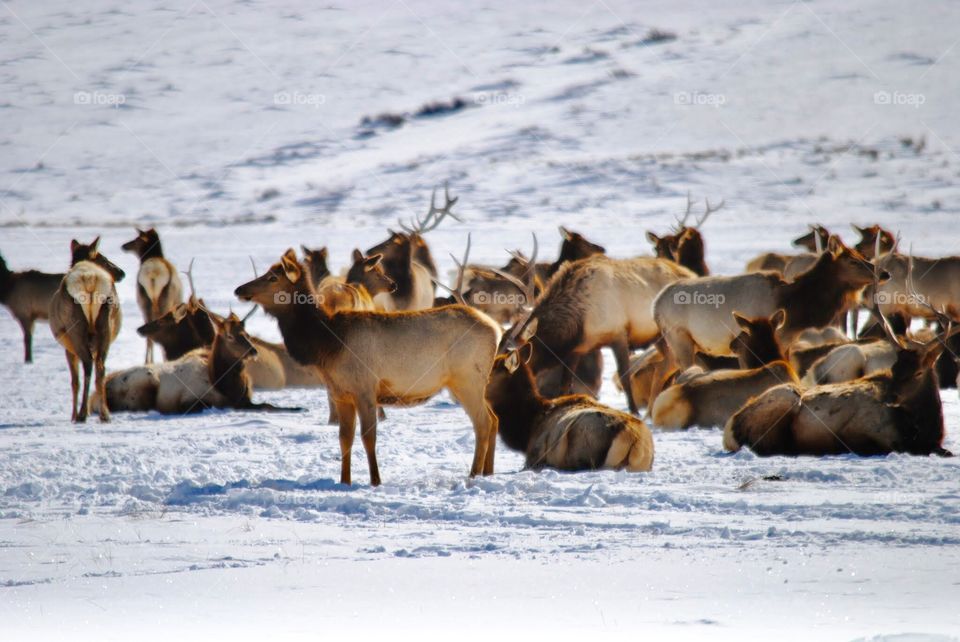 Elk Refuge in Jackson Hole, WY