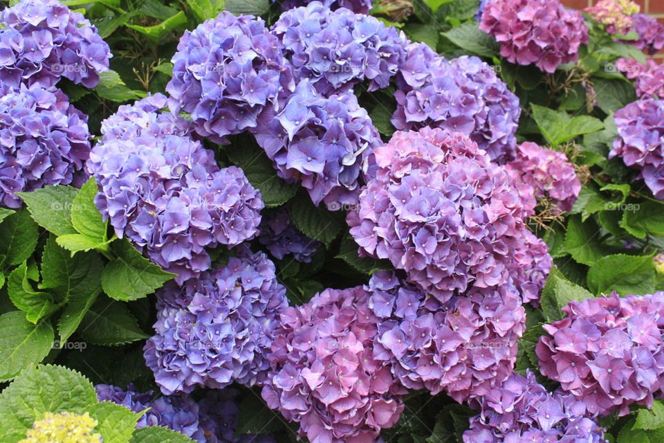 Hydrangeas