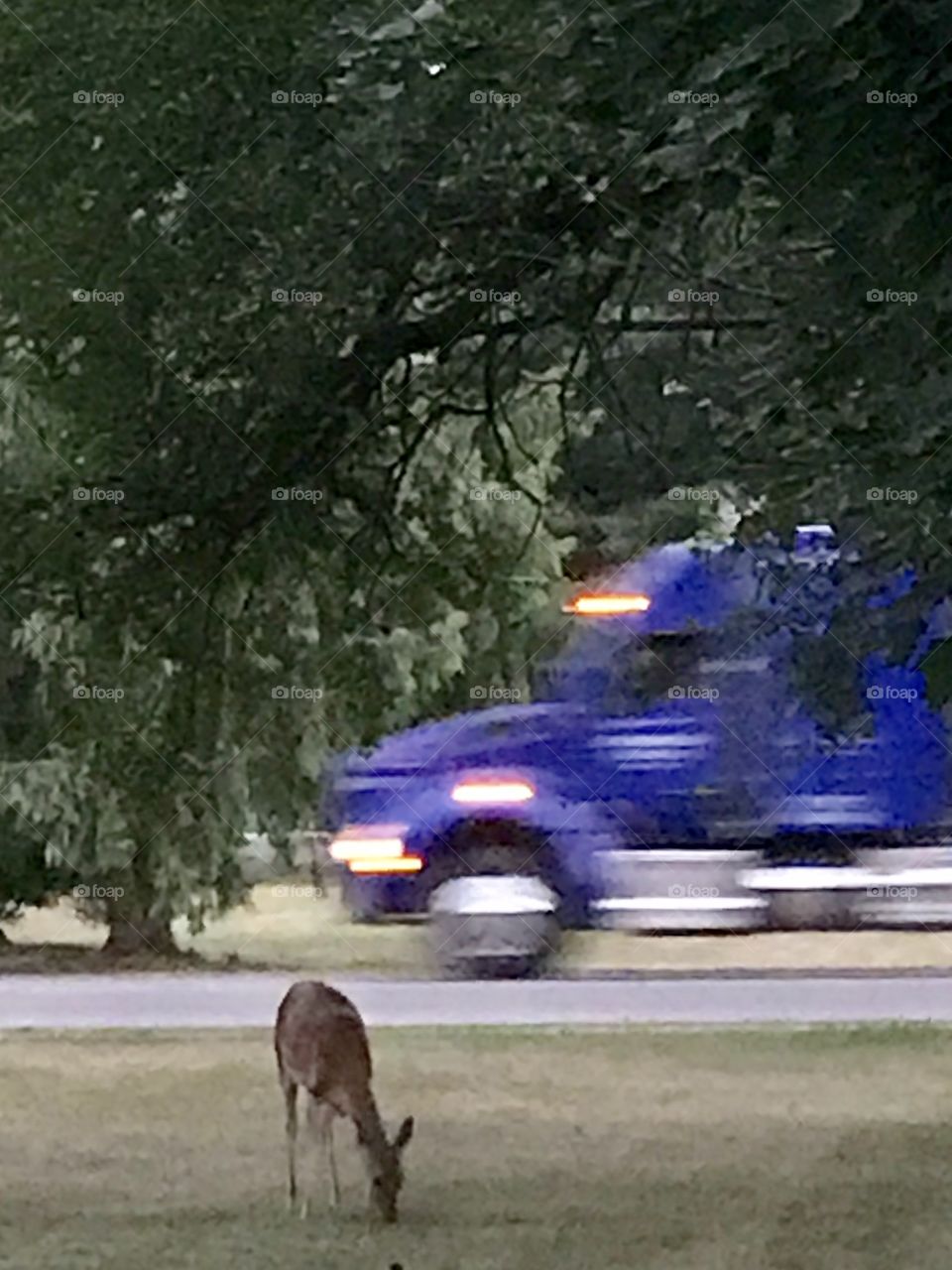 Deer vs truck. Beauty and the Beast. The deer is the beauty to me and the truck is the beast to the deer. Coexisting. 
