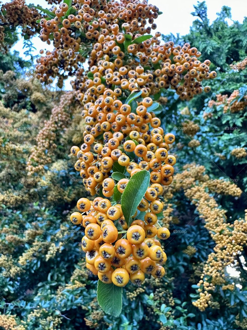 Scarlet Firethorn plant growing in hedgerow landscaping nature colors of fall autumn close up of berries 