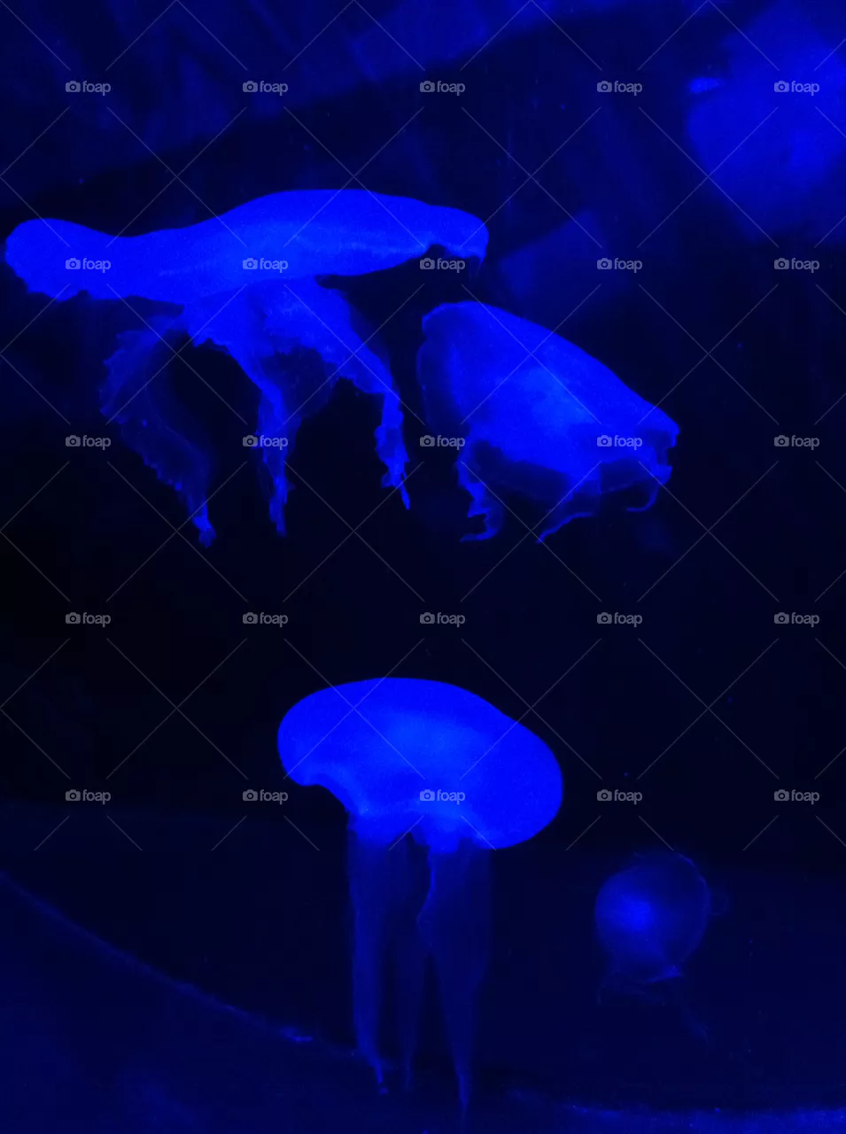 Jellyfish