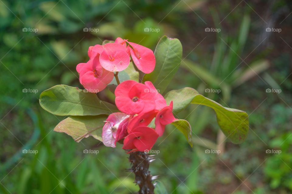 Pink flower cactus