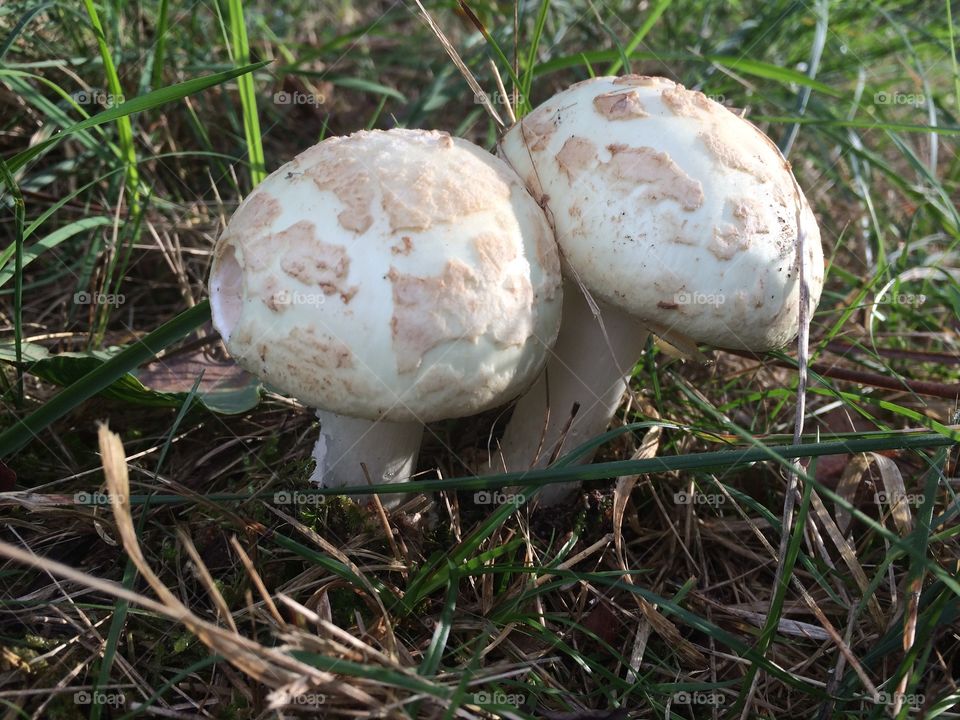 Mushrooms in the grass 