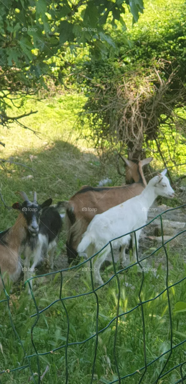 Goats