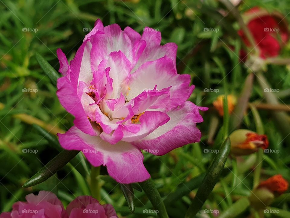 my beautiful Portulaca grandiflora