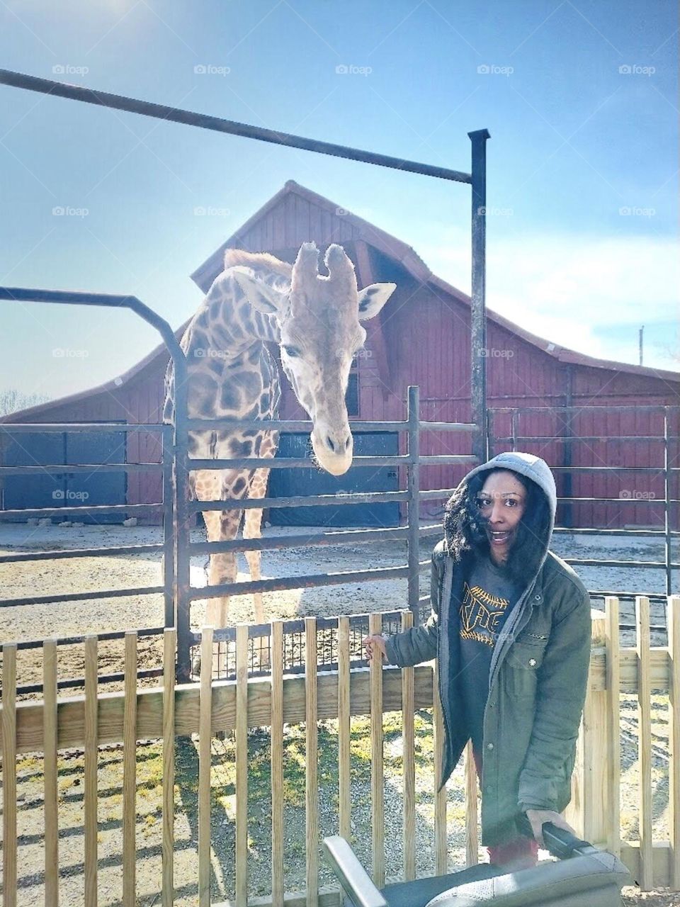 Giraffe at Safari Park 