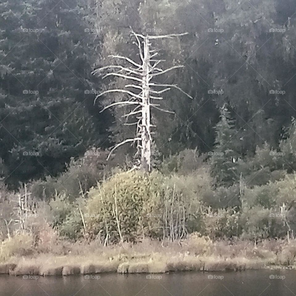 A leafless, spindly white tree surrounded by color changing pine trees and grass reeds turning white and yellow in early fall.