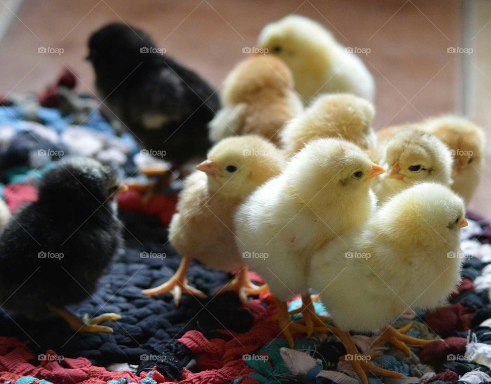 Bunches of chicks
